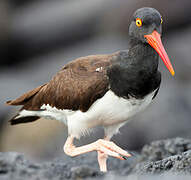 American Oystercatcher
