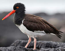 American Oystercatcher