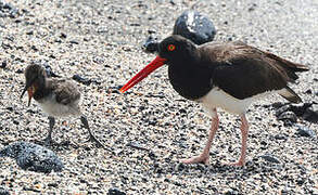 American Oystercatcher