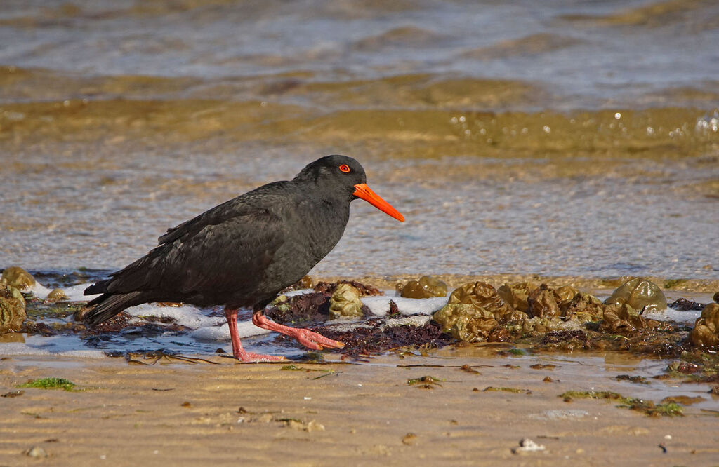 Sooty Oystercatcher