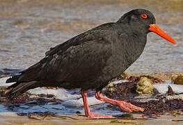 Sooty Oystercatcher