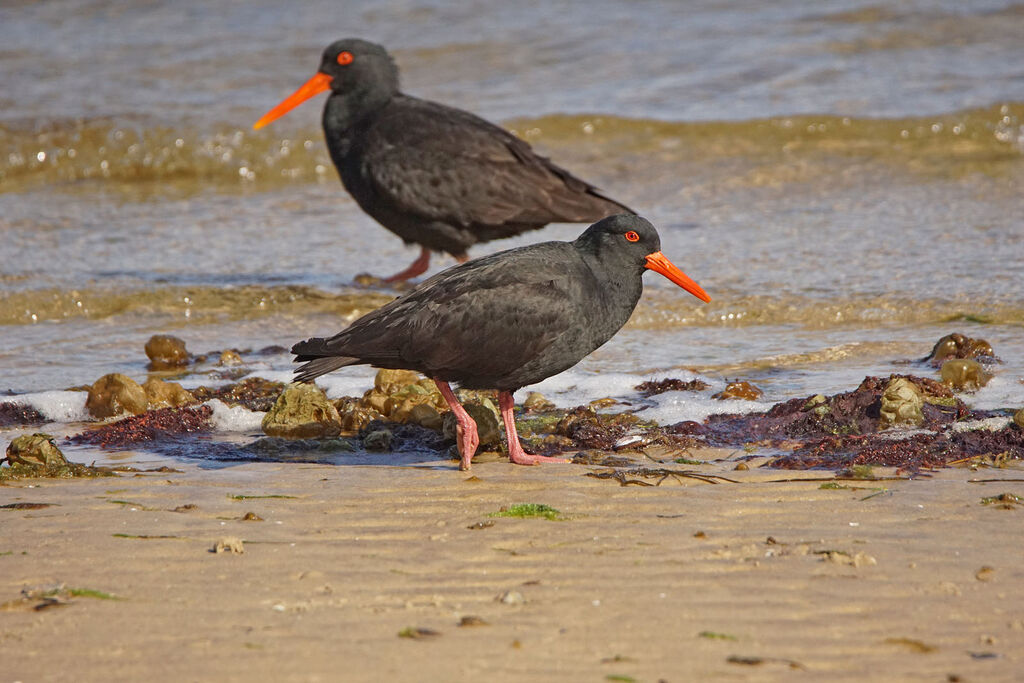 Sooty Oystercatcher