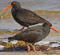 Sooty Oystercatcher