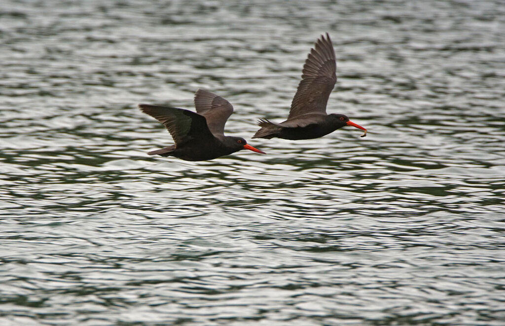 Sooty Oystercatcher, Flight