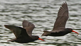 Sooty Oystercatcher