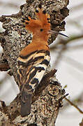 African Hoopoe