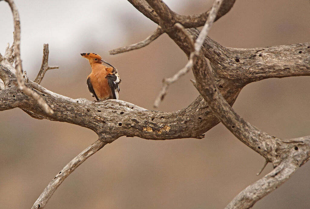 African Hoopoe