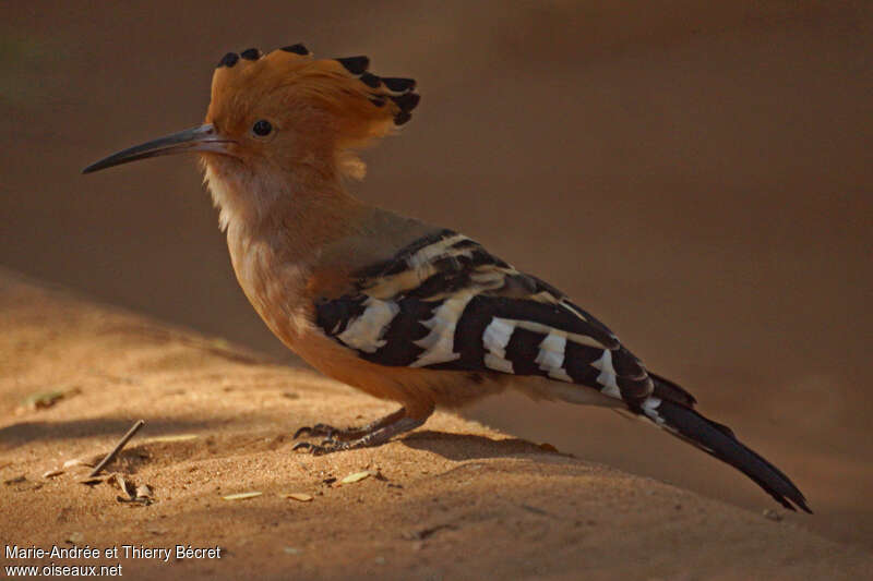 Huppe de Madagascar, identification