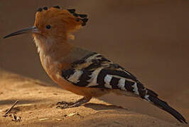 Madagascar Hoopoe