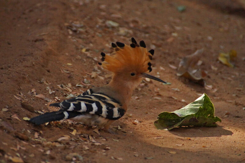 Huppe de Madagascar