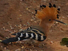 Madagascar Hoopoe