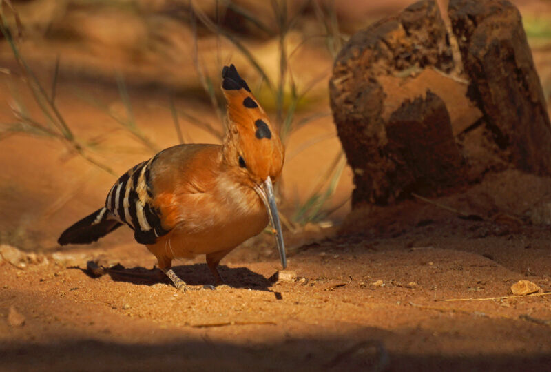 Huppe de Madagascar