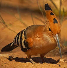 Huppe de Madagascar