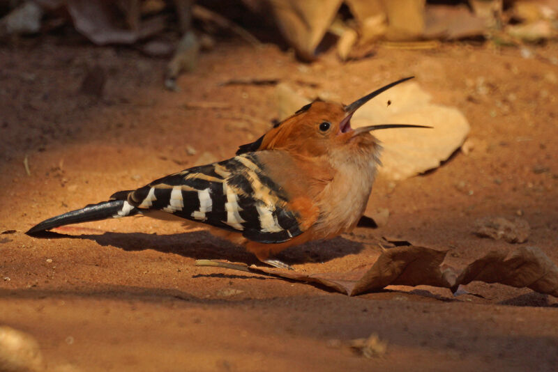 Huppe de Madagascar