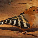 Huppe de Madagascar