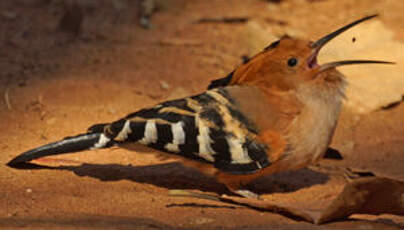 Huppe de Madagascar