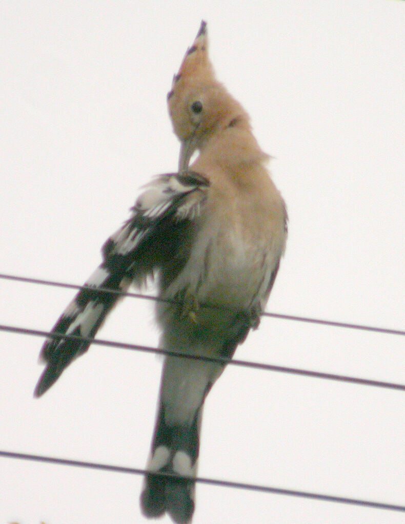 Eurasian Hoopoe