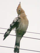 Eurasian Hoopoe