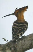 Eurasian Hoopoe