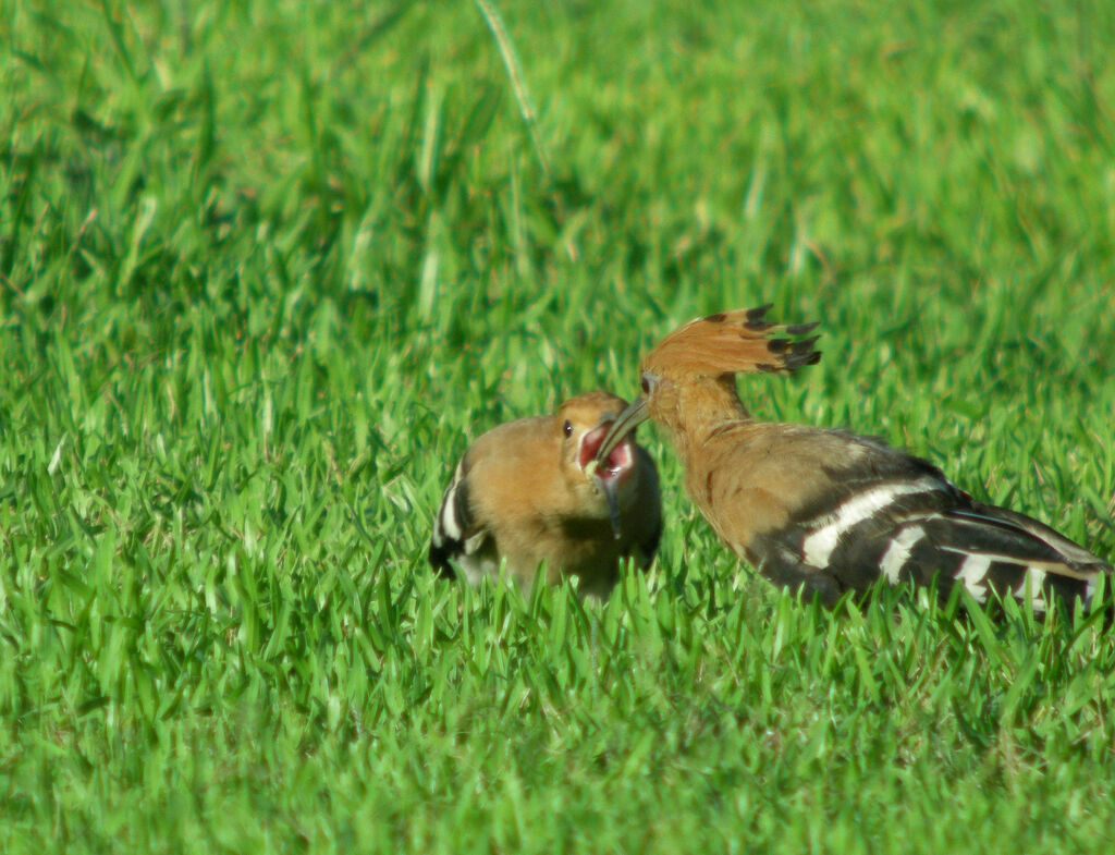 Eurasian Hoopoe