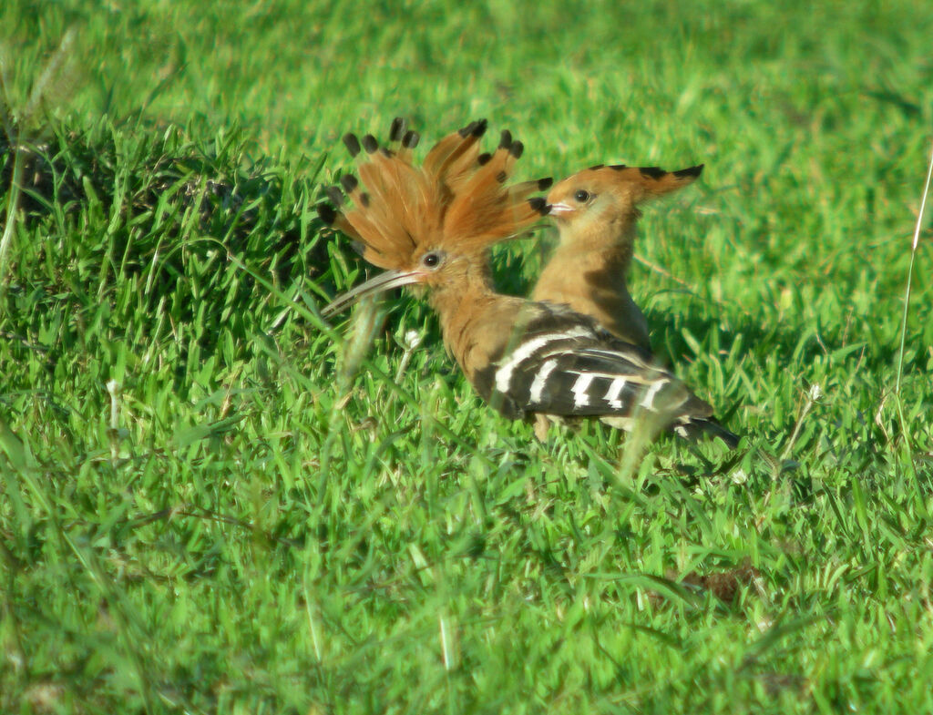 Eurasian Hoopoe