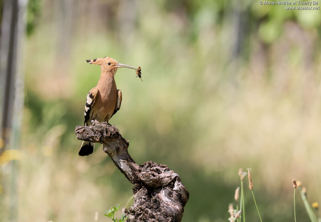 Eurasian Hoopoe