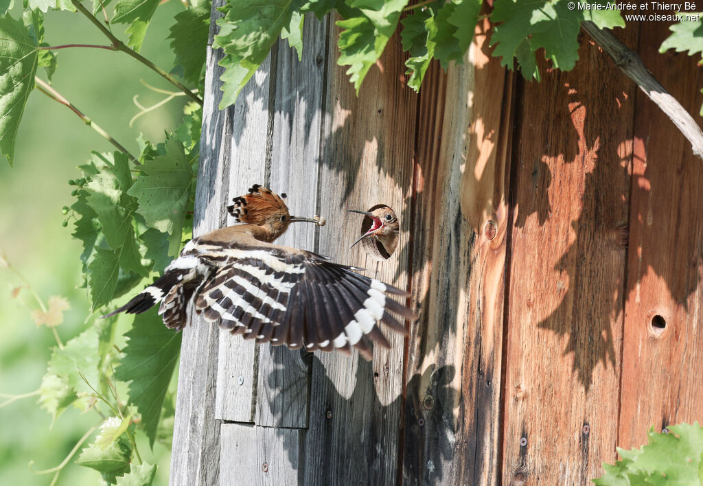 Eurasian Hoopoe