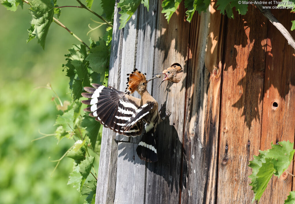 Eurasian Hoopoe