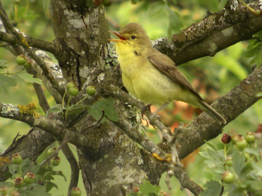 Melodious Warbler