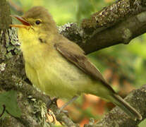 Melodious Warbler