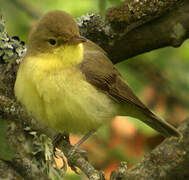 Melodious Warbler