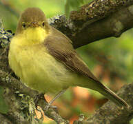 Melodious Warbler