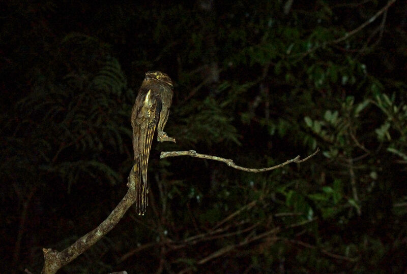 Long-tailed Potoo