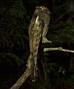 Long-tailed Potoo