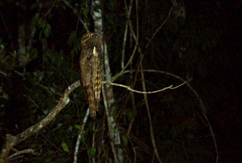 Long-tailed Potoo