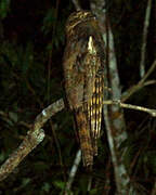 Long-tailed Potoo