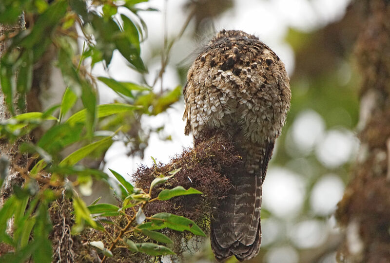 Andean Potoo