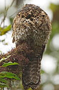 Andean Potoo