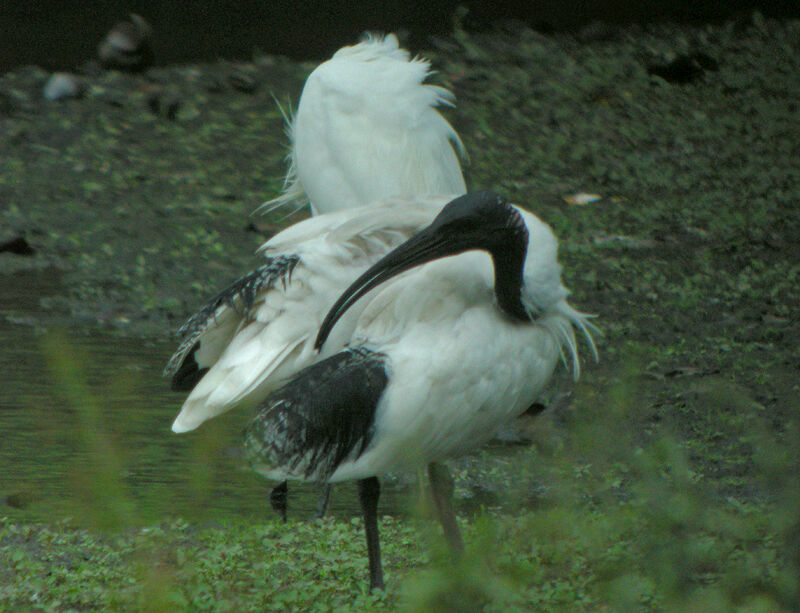 Ibis à cou noir