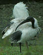 Ibis à cou noir