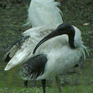 Ibis à cou noir
