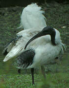 Australian White Ibis