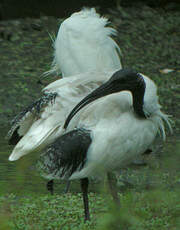 Ibis à cou noir