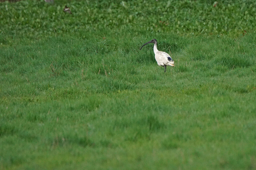 Ibis à cou noir