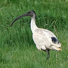 Ibis à cou noir