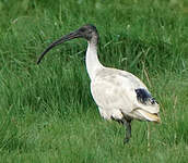 Ibis à cou noir