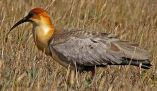 Black-faced Ibis