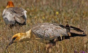 Black-faced Ibis