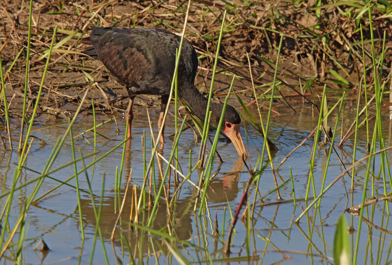 Ibis à face nue