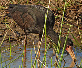 Ibis à face nue